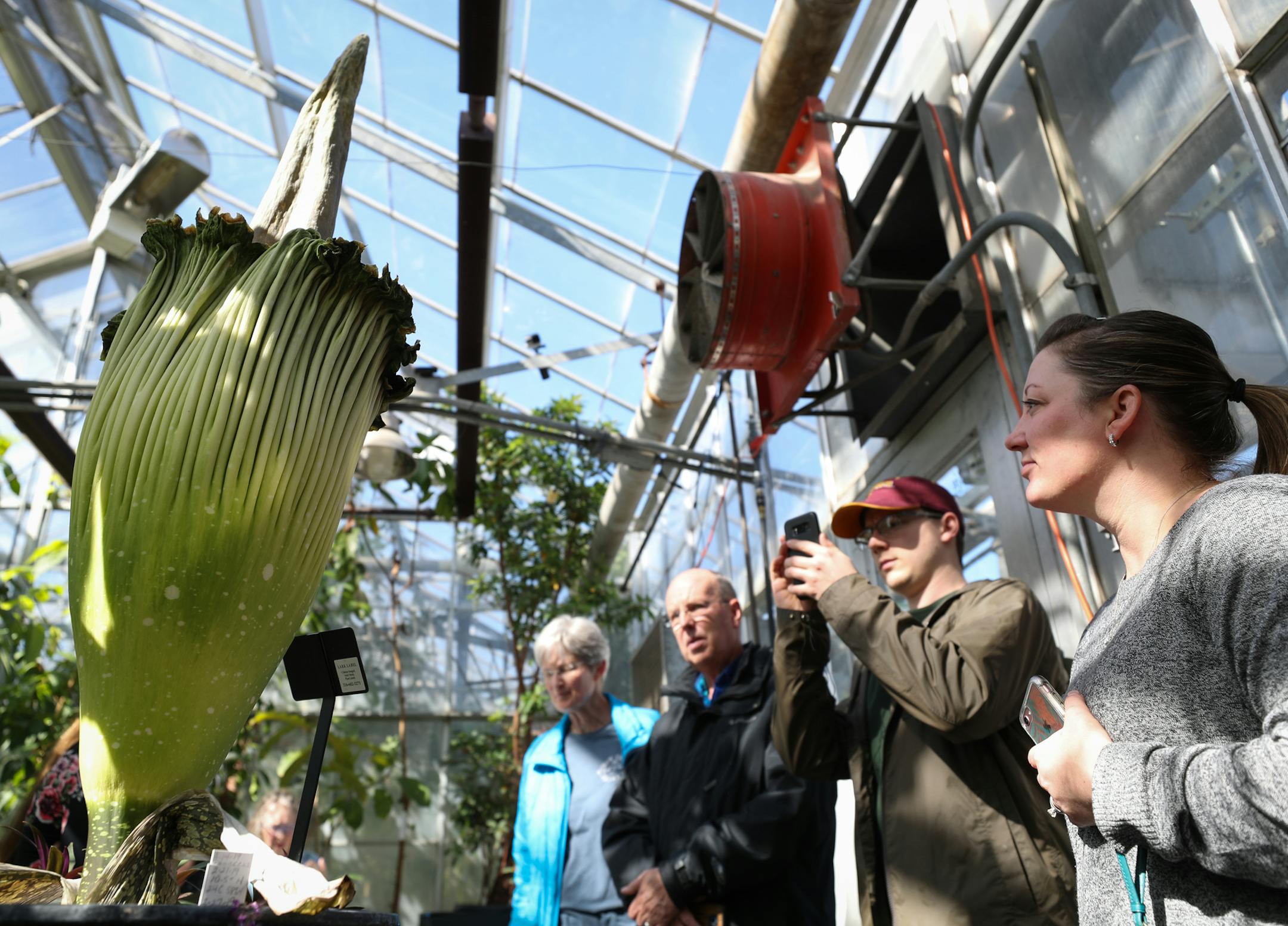 People ventured inside the greenhouse to get a look at, and more importantly, the smell of, the University of Minnesota College of Biological Sciences' corpse flower which has bloomed for the first time in three years. ] Shari L. Gross • shari.gross@startribune.com Waiting until the first day of spring, the U's nose-toriously stinky corpse flower has bloomed at the school's St. Paul campus. It's been three years since the U of Minnesota's corpse flower has bloomed.