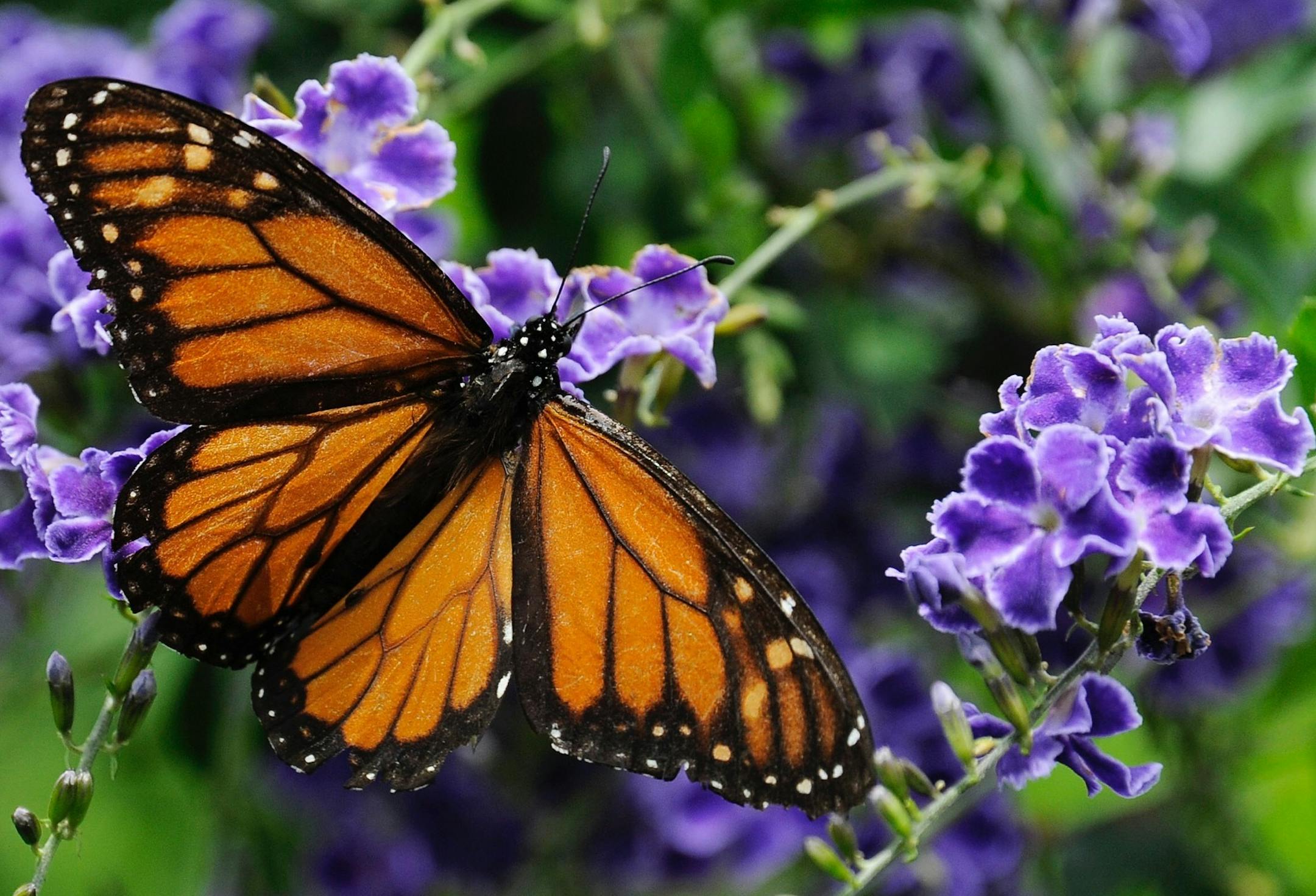 FILE - In this April 26, 2015 file photo, a monarch butterfly feeds on a duranta flower in Houston. Six states and the Federal Highway Administration signed an agreement Thursday, May 26, 2016, to make Interstate 35 roadsides more conducive to bees and butterflies by integrating plants that provide refuge and food for the pollinators in hopes of helping them recover from declining populations. (AP Photo/Pat Sullivan,File) ORG XMIT: CER201