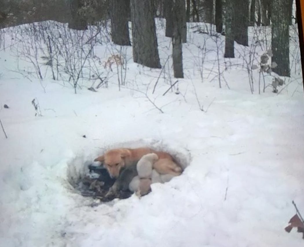 Rescuers found this dog with six puppies in a snowdrift in northern Minnesota.