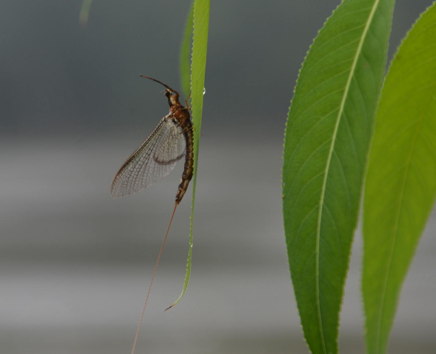 A burrowing mayfly rests on the leaf of a tree hanging over the Mississippi River near Red Wing, Minnesota, on Friday, July 19, 2019.