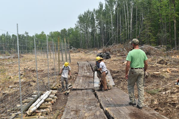 The Minnesota Department of Natural Resources built a fence around an illegal deer carcass dump site created by a deer farmer in Beltrami County.