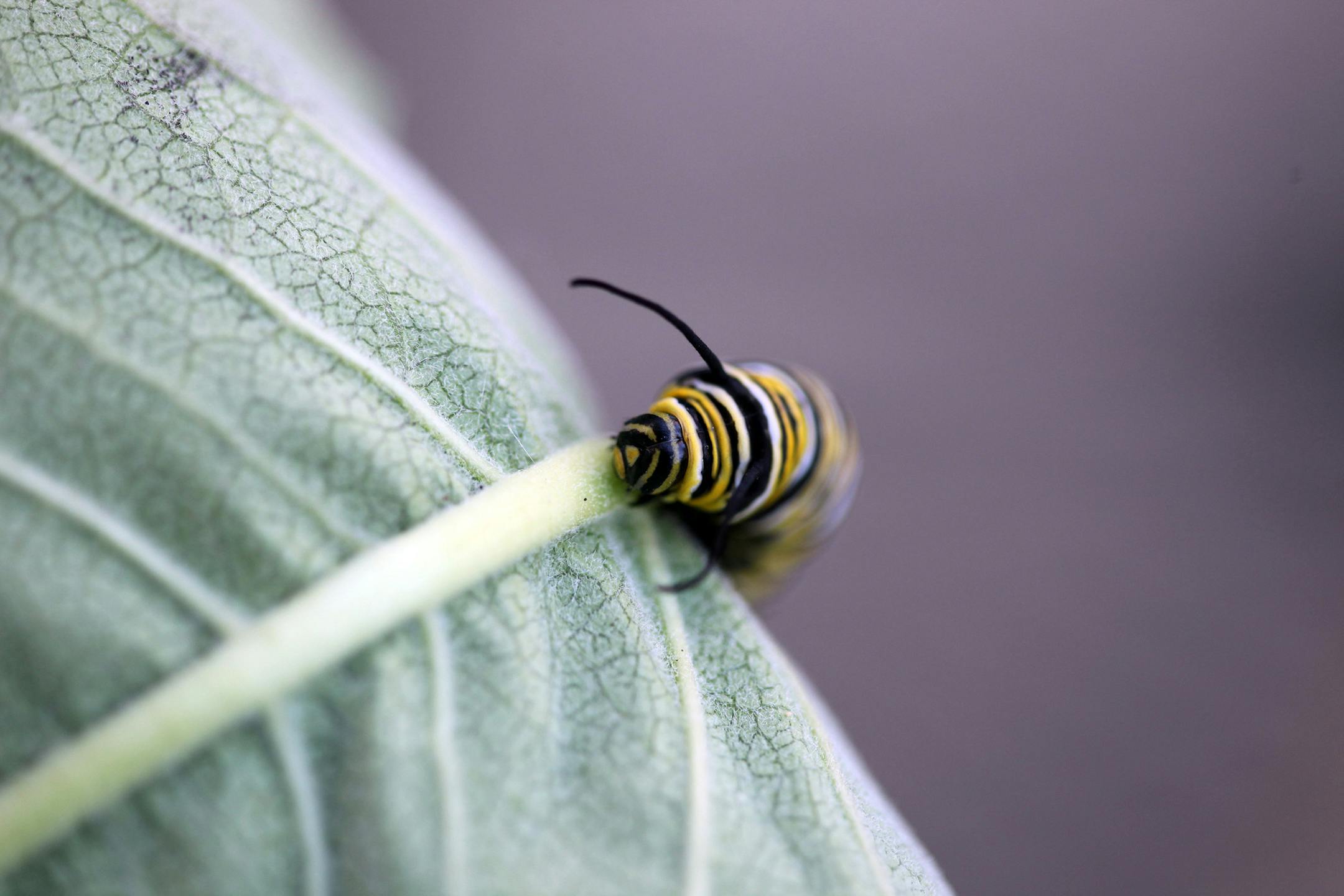 A caterpillar munches on a milkweed leaf on its way to becoming a monarch butterfly. Pollinator-friendly gardeners need to accept that caterpillars will be devouring some of their plants in order to become mature, beautiful butterflies. (Chuck Berman/Chicago Tribune/TNS)