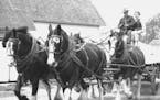 August 21, 1955: Four Prancing Clydesdale are driven by Robert K. Daris, on his fan near Amery, Wis., in practice for the Horse Show of the 1956 Minne