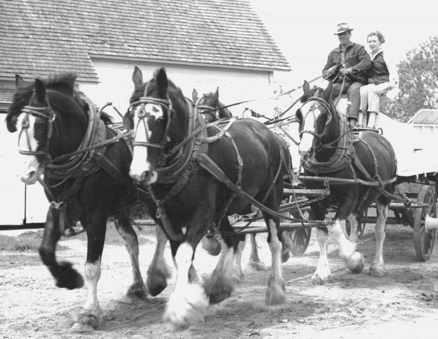 August 21, 1955: Four Prancing Clydesdale are driven by Robert K. Daris, on his fan near Amery, Wis., in practice for the Horse Show of the 1956 Minnesota State Fair, opening Aug. 27 and closing Labor Bay.