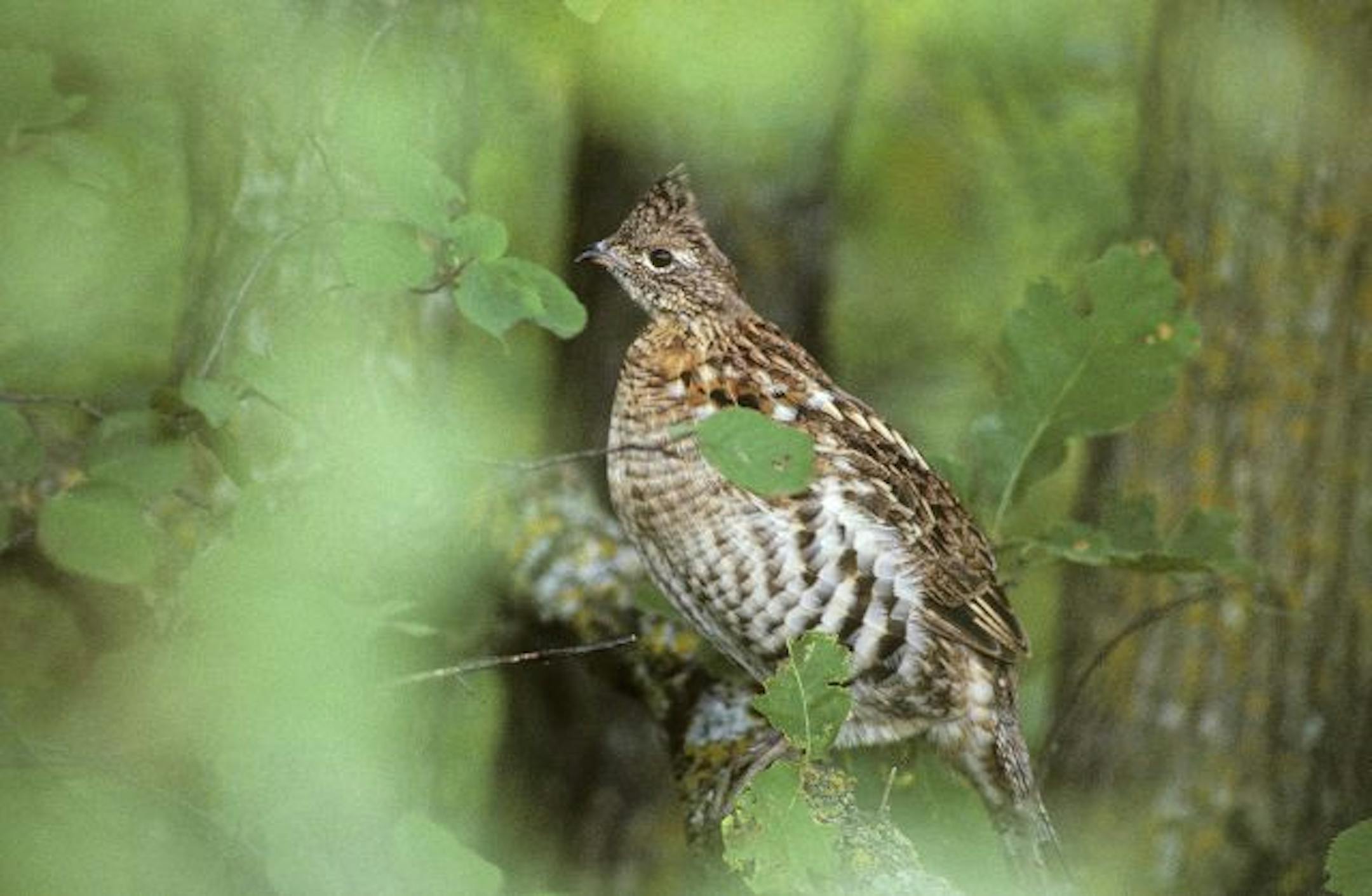 Ruffed grouse