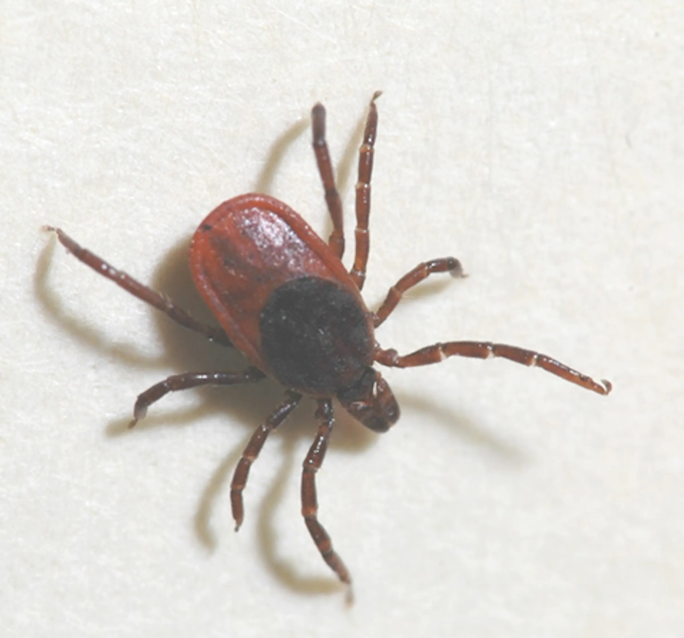 Birding and ticks go together, unfortunately
