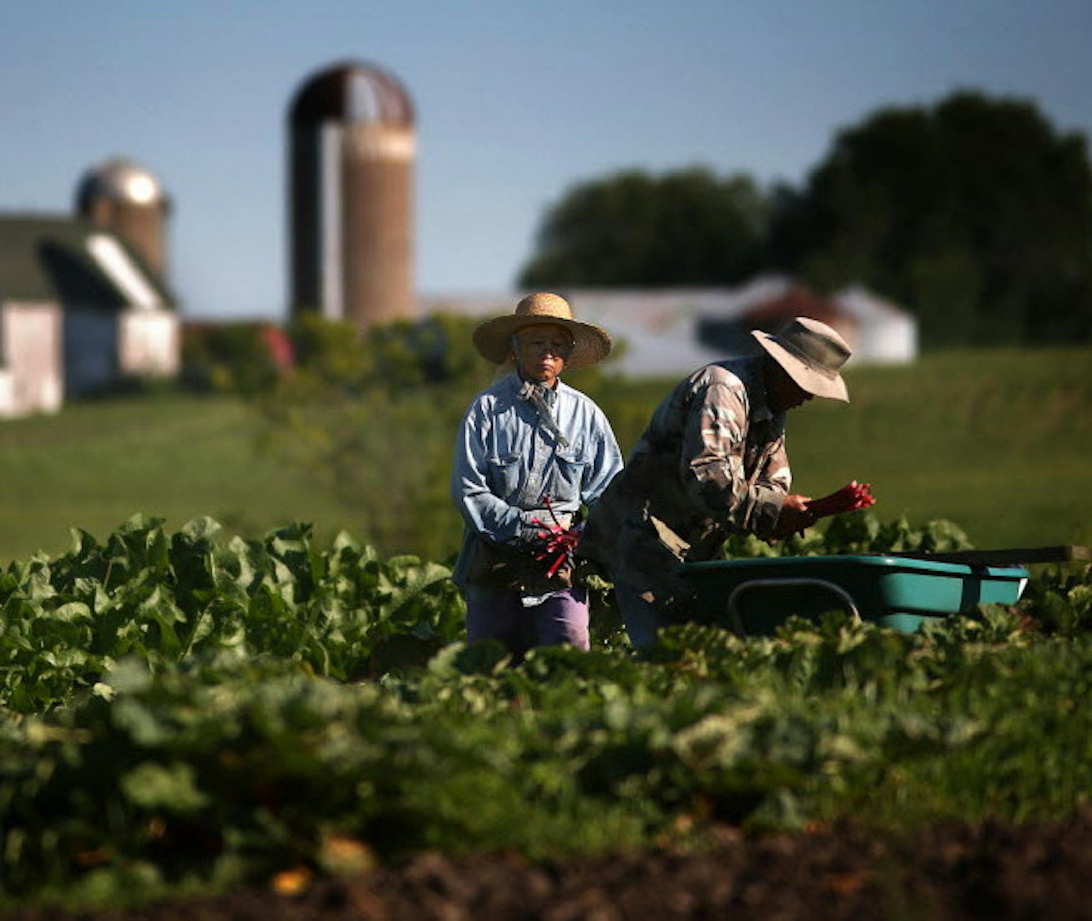 Farmers in Spring Valley, Wis., are among those in The Good Acre network, which sponsors the Maker to Market program with Lakewinds Co-Op. Photo by Jim Gehrz