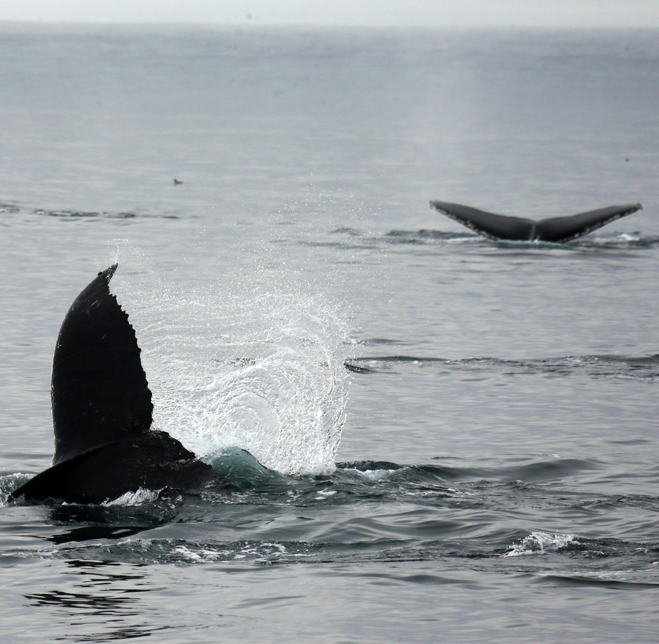 Whales spotted off Monterey Bay in California.