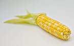 An ear of corn.