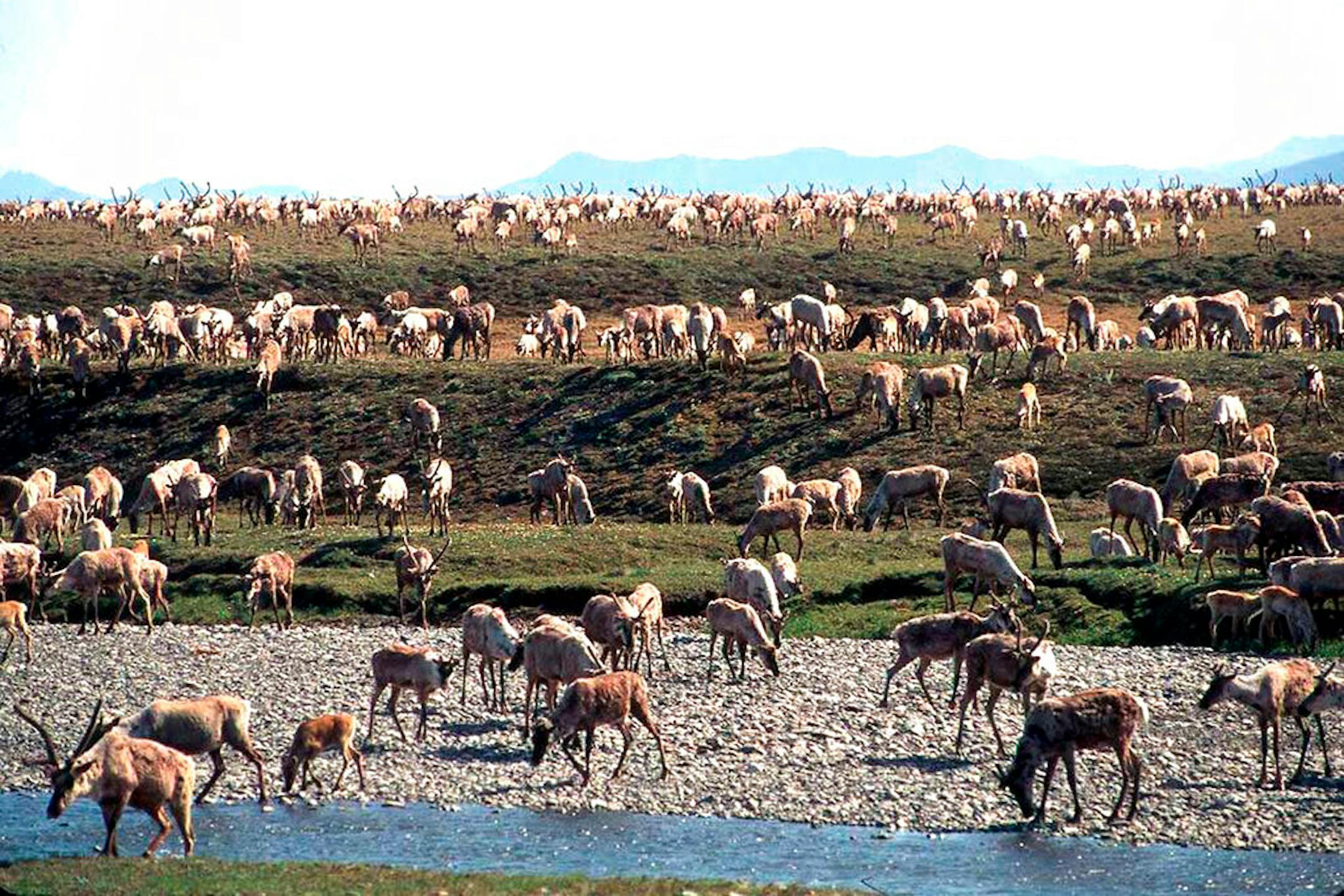 Caribou from the Porcupine Caribou Herd migrate onto the coastal plain of the Arctic National Wildlife Refuge in northeast Alaska.