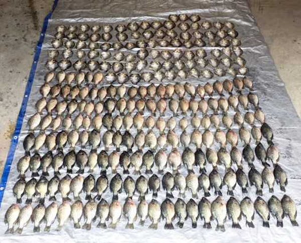 Couple from southern Minnesota busted for 253 crappies over limit