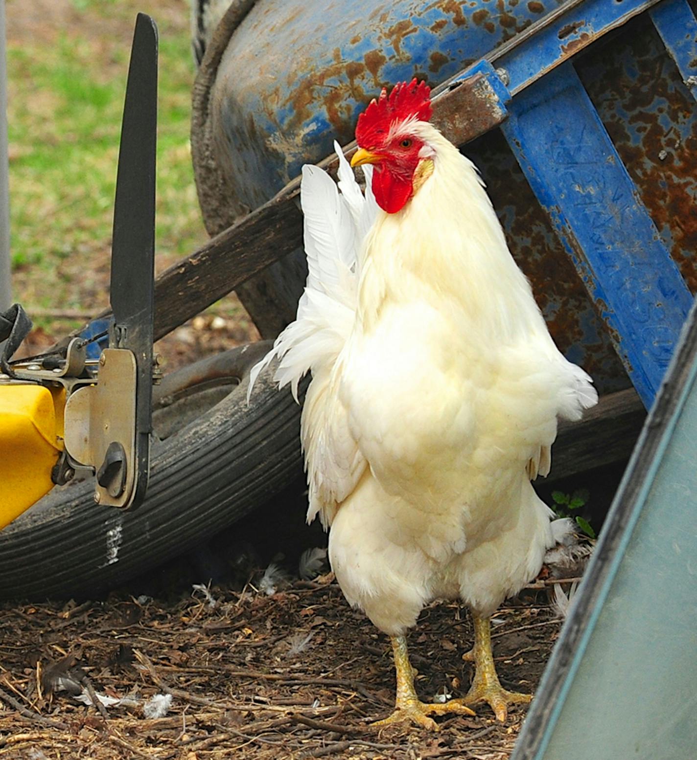 Chickens (note the one peeping around the corner)
credit: Jim Williams