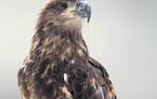 Photo provided by The Raptor Center Lutsen is a female bald eagle.