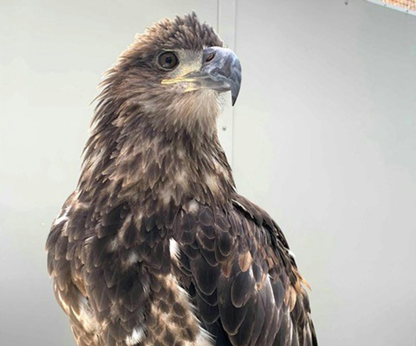 Photo provided by The Raptor Center Lutsen is a female bald eagle.