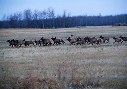 A wild elk herd in northwestern Minnesota crossed grassland. The Department of Natural Resources is working with the Fond du Lac band of Lake Superior Chippewa on a proposal to reintroduce the animals on the eastern side of the state, north of Hinckley and outside Duluth. Three sites are under consideration.