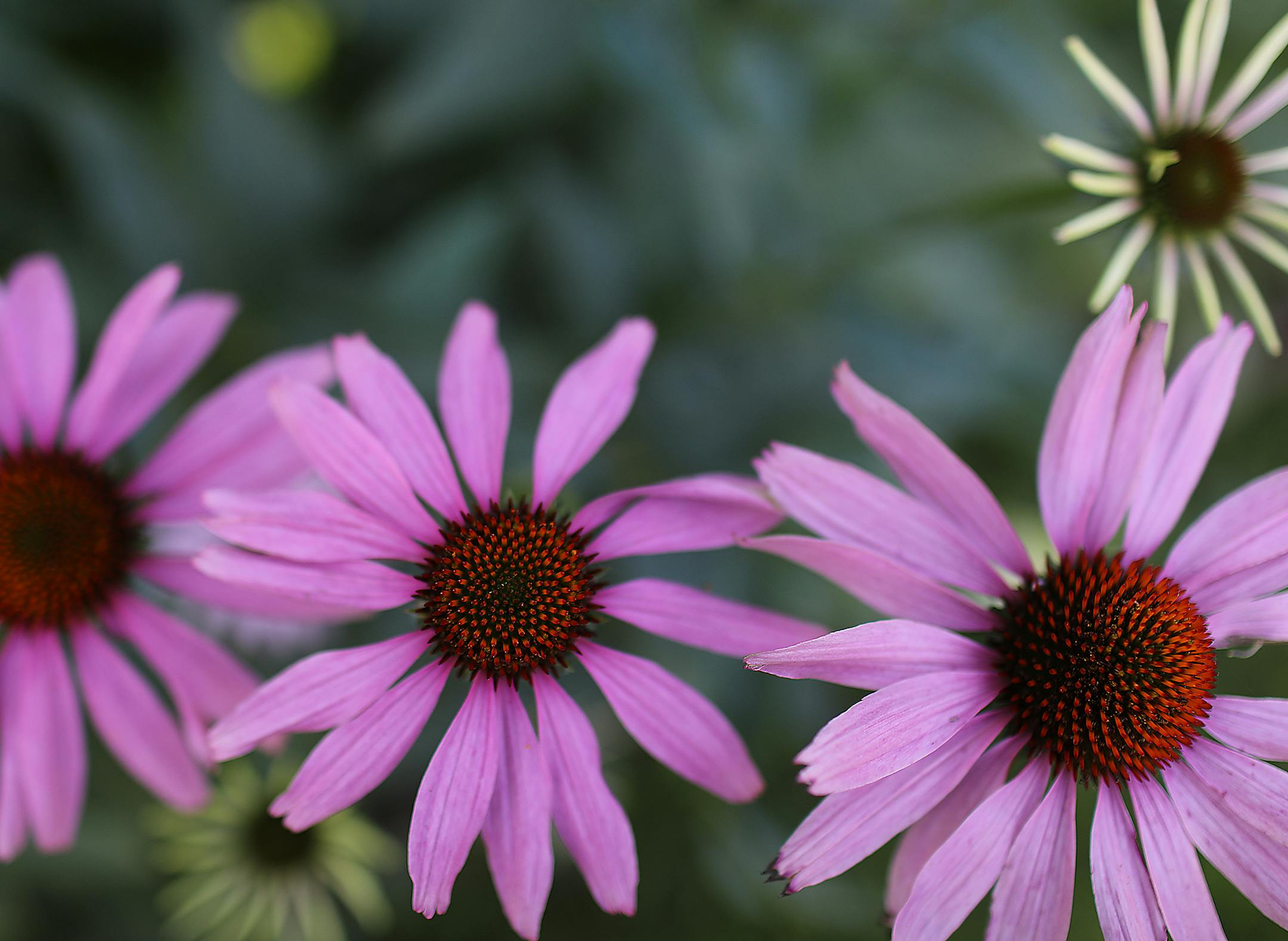 The garden includes hardy perennials like coneflowers.