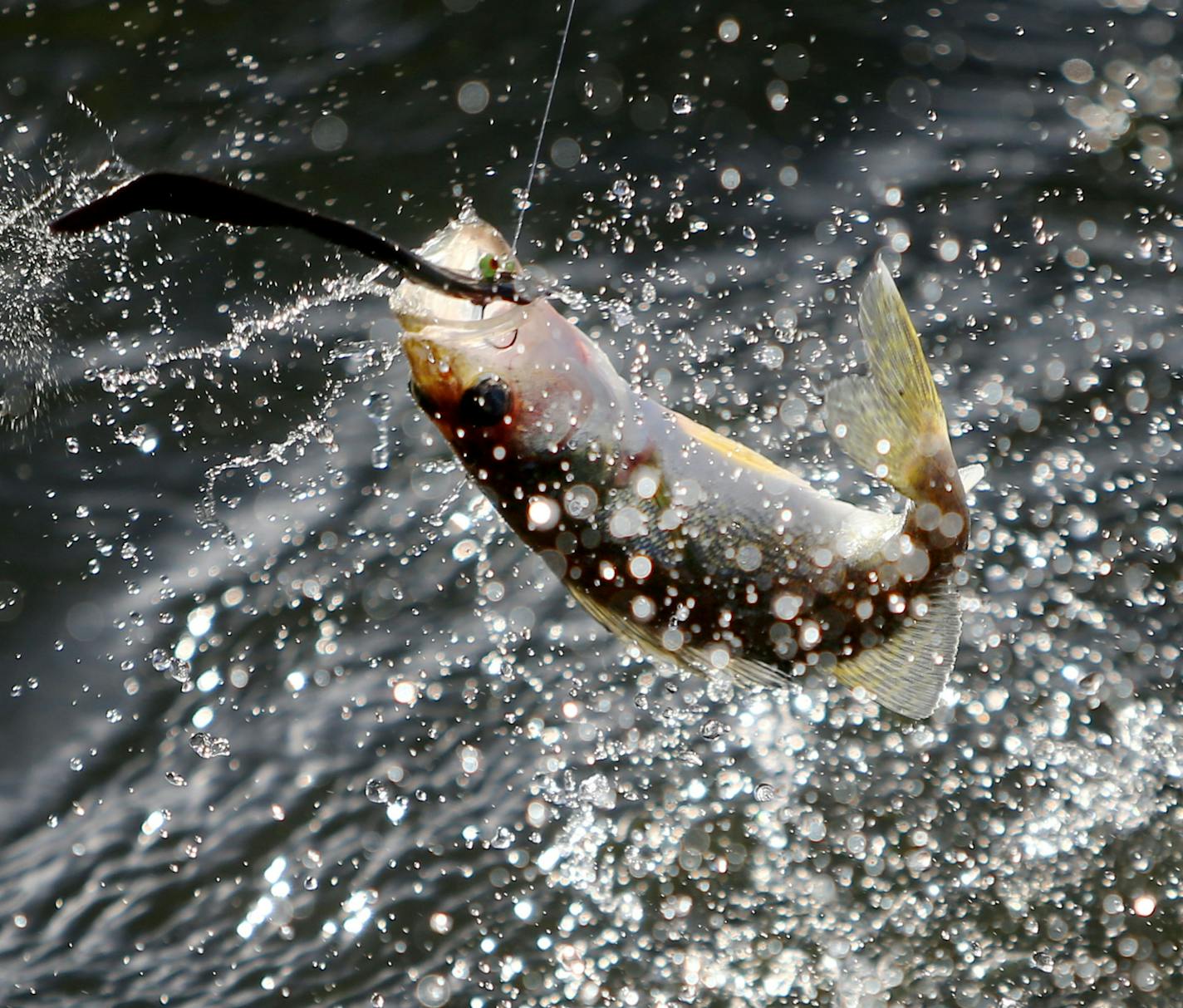 A small walleye is pulled in on the Twin Pines Resort boat Wednesday, July 29, 2015, during an evening excursion on Lake Mille Lacs.](DAVID JOLES/STARTRIBUNE)djoles@startribune.com The walleye crisis on Mille Lacs sparked a fresh round of fingerpointing, and fewer targets take more blame than the Mille Lacs Band of Ojibwe and the other bands who net fish in the shallows during spawning season. The racial tensions have always been there, but now the Indian bands are no longer the weaker partner i