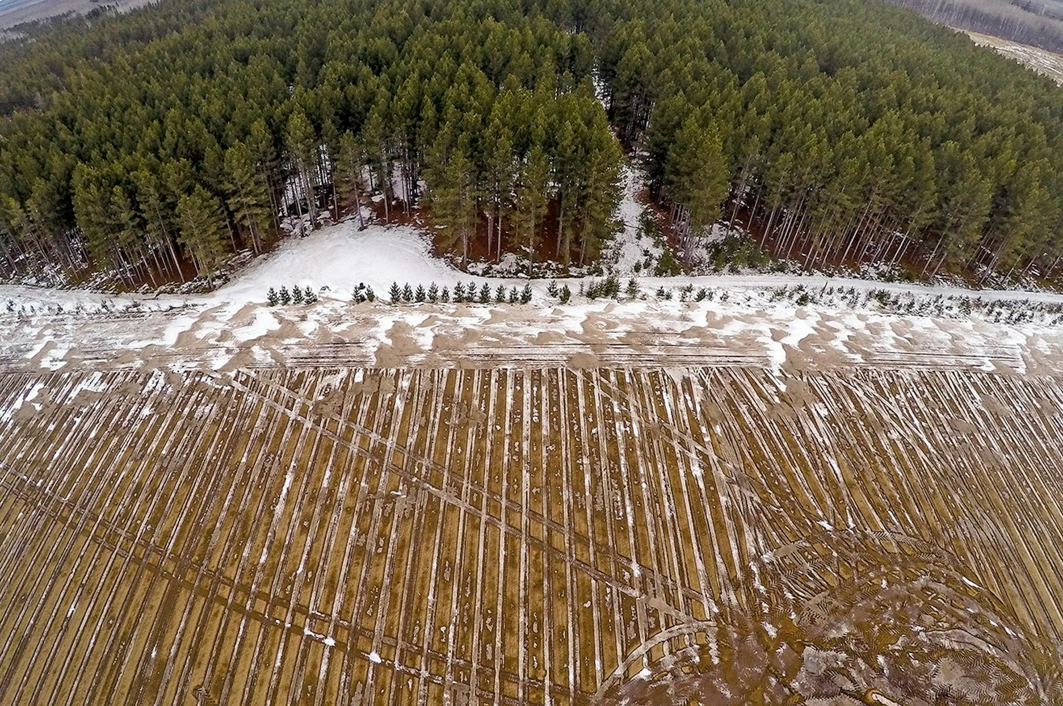 The mixed pine forests of central Minnesota are rapidly being replaced with agricultural fields. PotlatchCorp. is divesting its commercial forest lands, and its cheaper for potaote producers and farmers to tear out the forest and replace it with intensively farmed row crops like ptoatotes, corn and soybeans.
