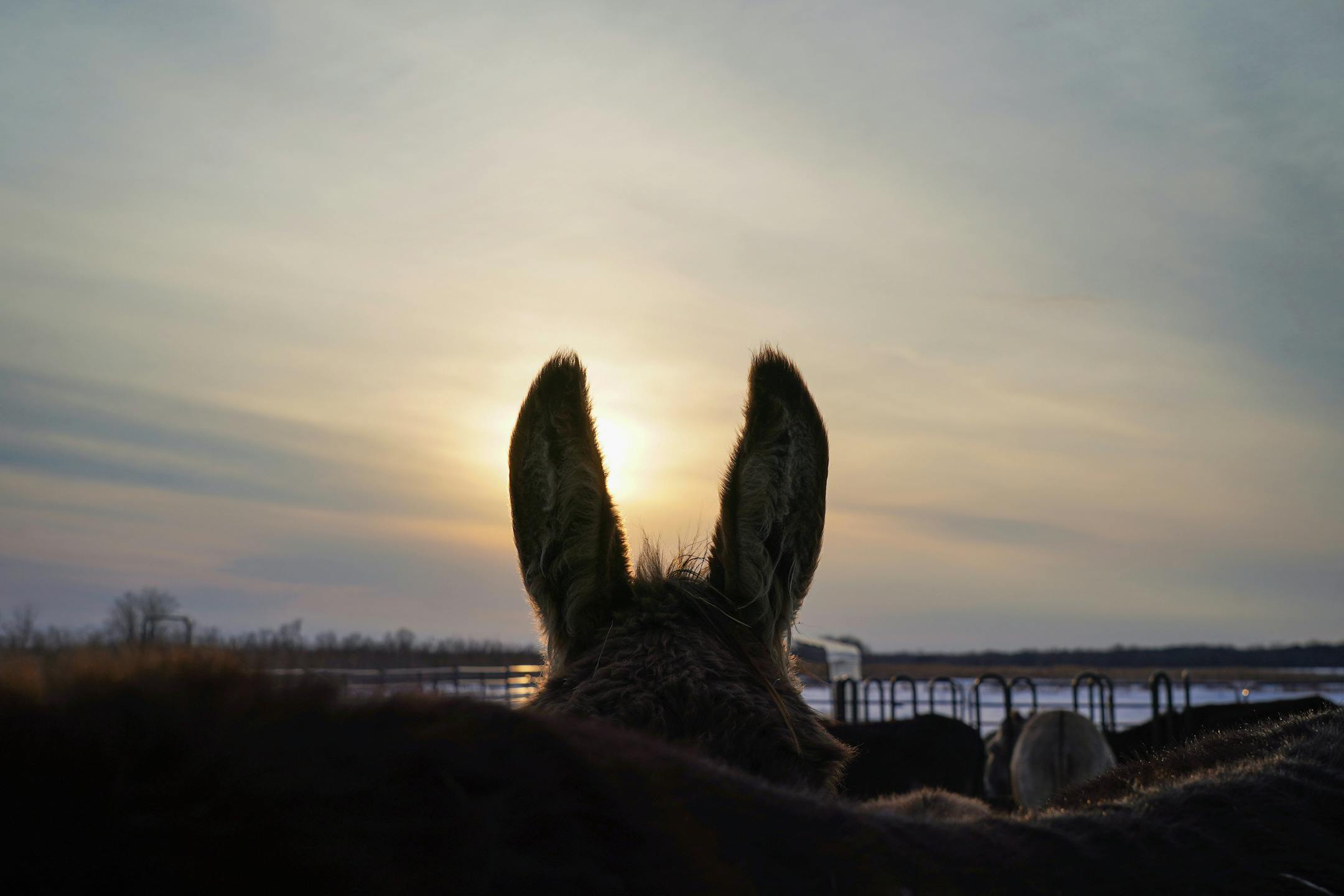 The winter sun sets behind the recognizable shape of donkey ears at Save The Brays Donkey Rescue Friday, March 10, 2022 in Milaca, Minn.