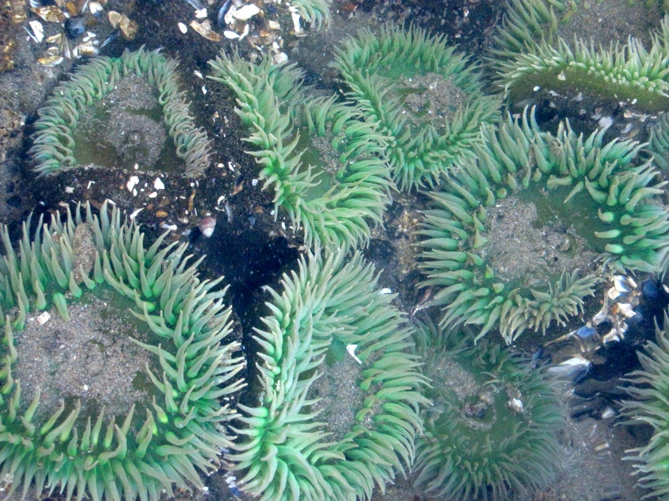 Ochre sea stars and green sea anemones add color to Oregon�s coastal tidepools.