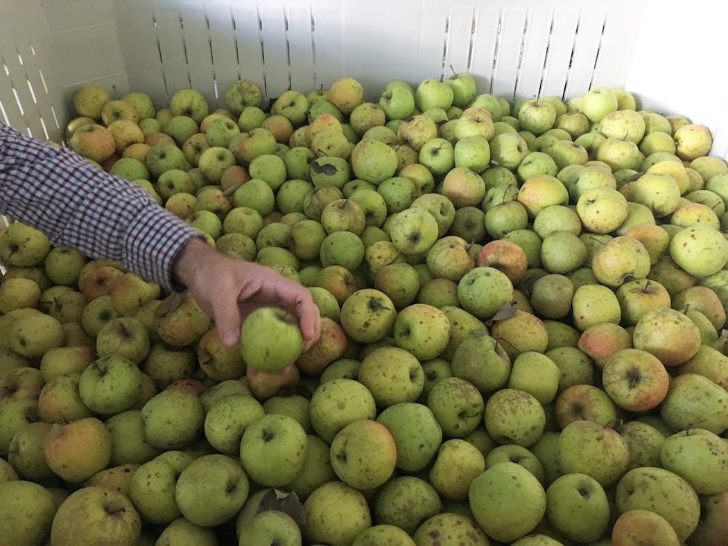 The apples that go into the cider.