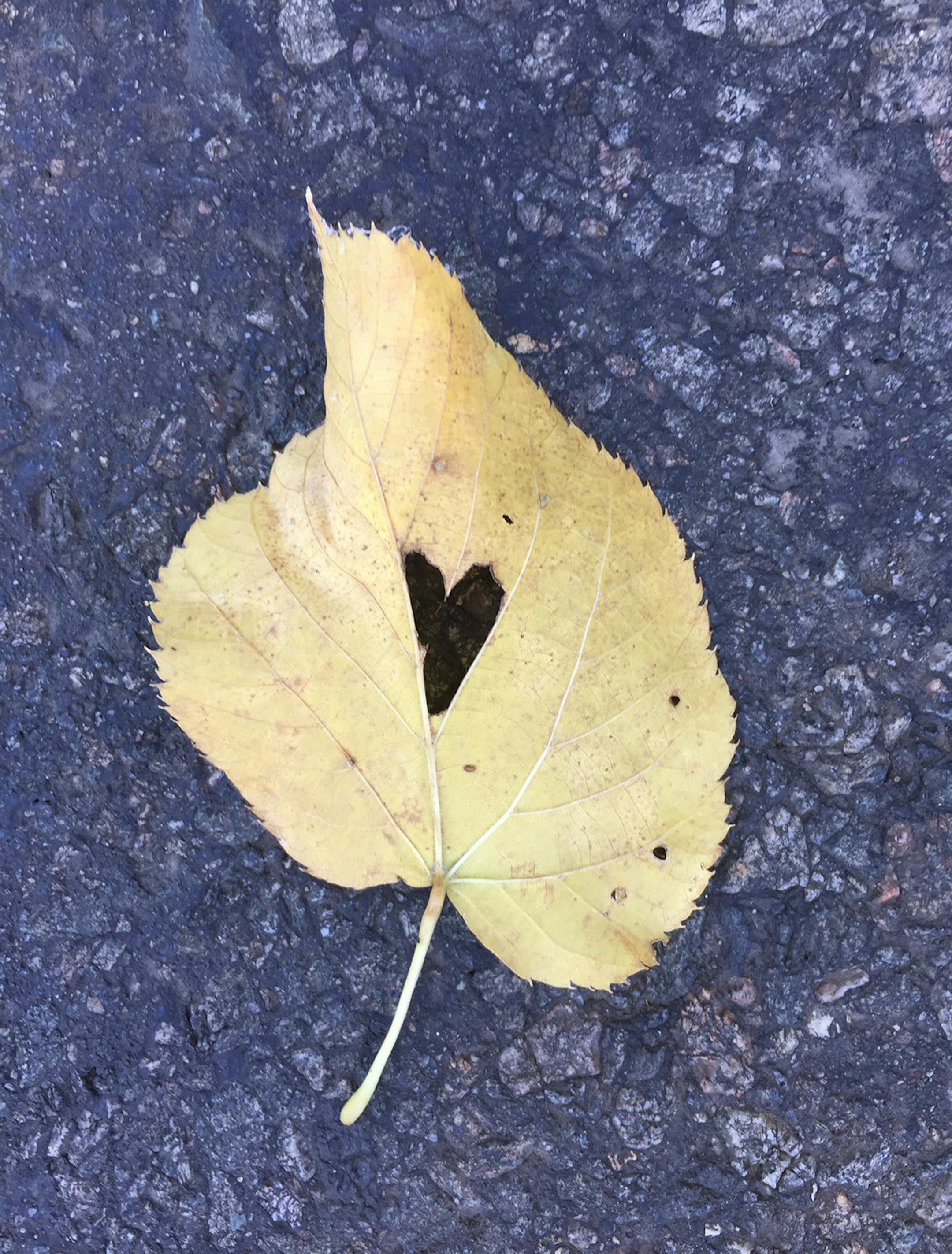 Photographer: Jennifer Herman Spiller, Minneapolis. The photo: A love of fall.