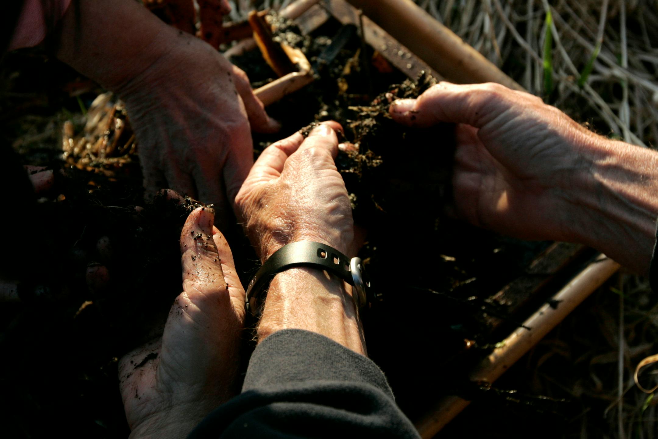 Volunteers searched a soil sample for invertebrates during a recent field trip to a wetland near Minnetonka City Hall. Work by more than 40 volunteers in the west metro area is helping scientists to manage the more than 10 million acres of swampy land in the state.