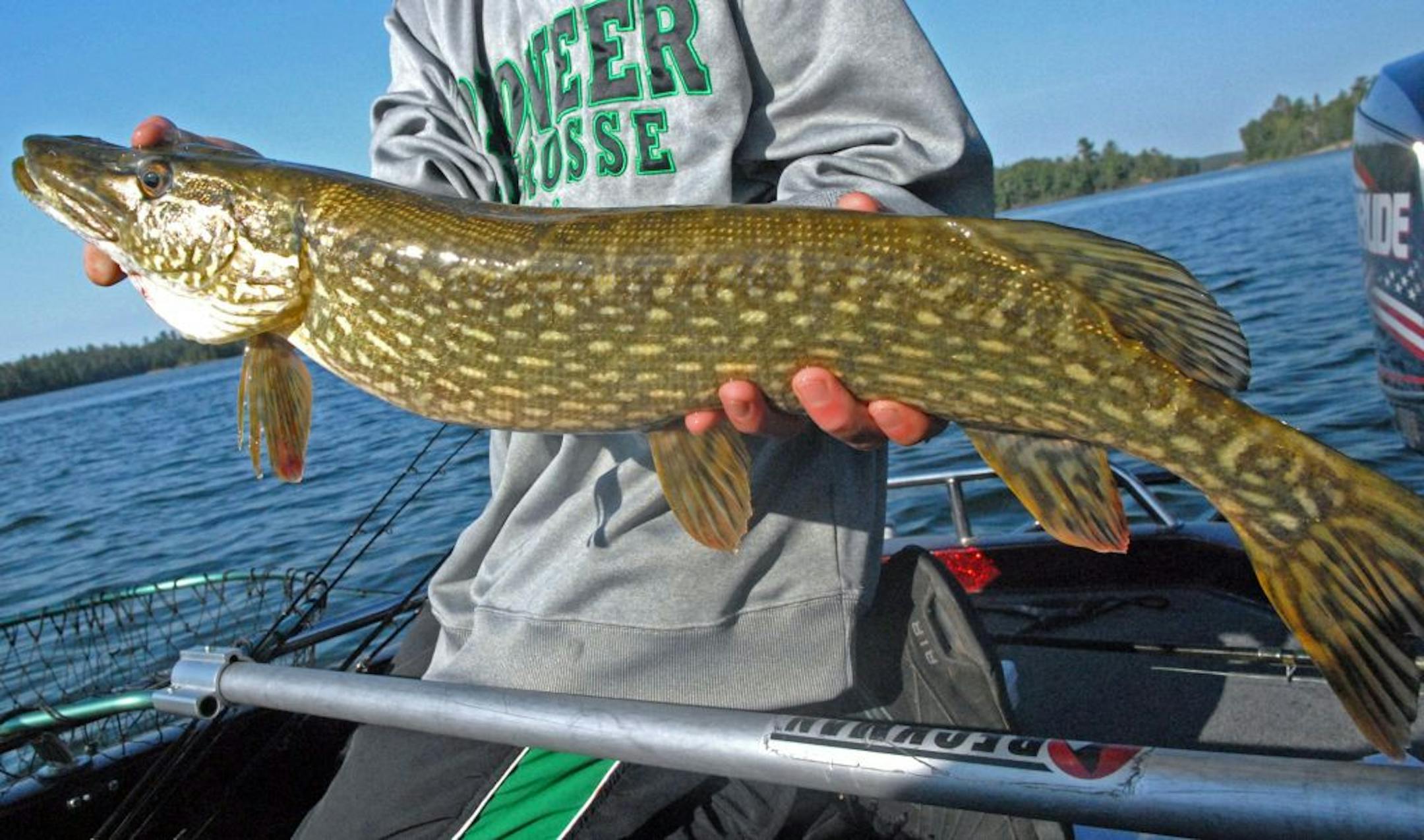 A northern pike caught on Lake of the Woods in 2012.