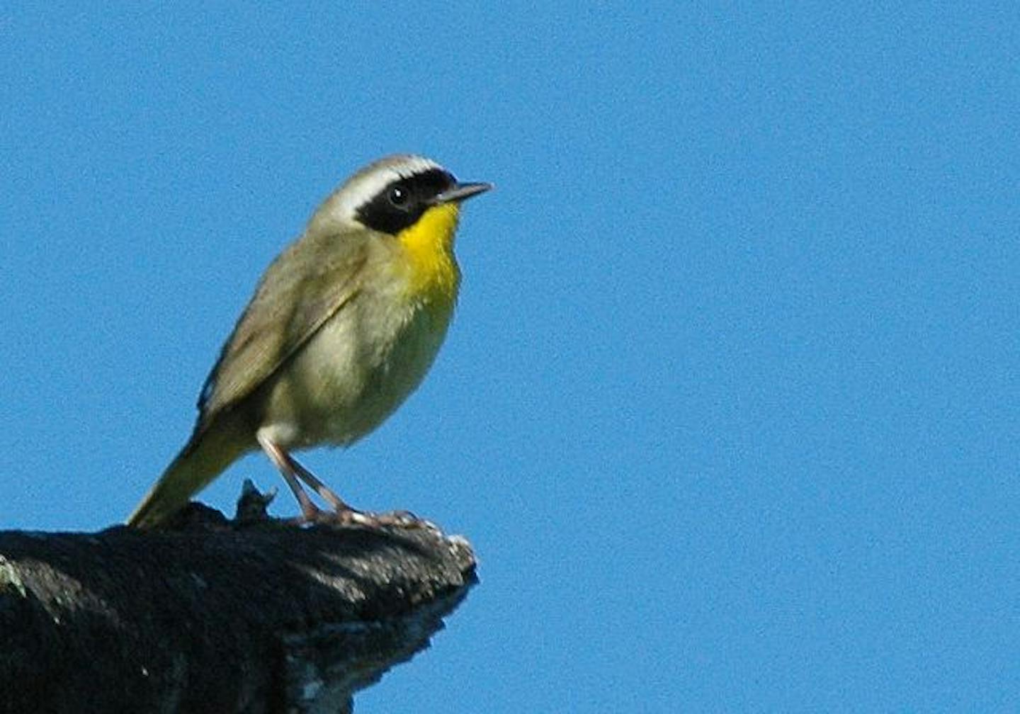 common yellow throat in spring