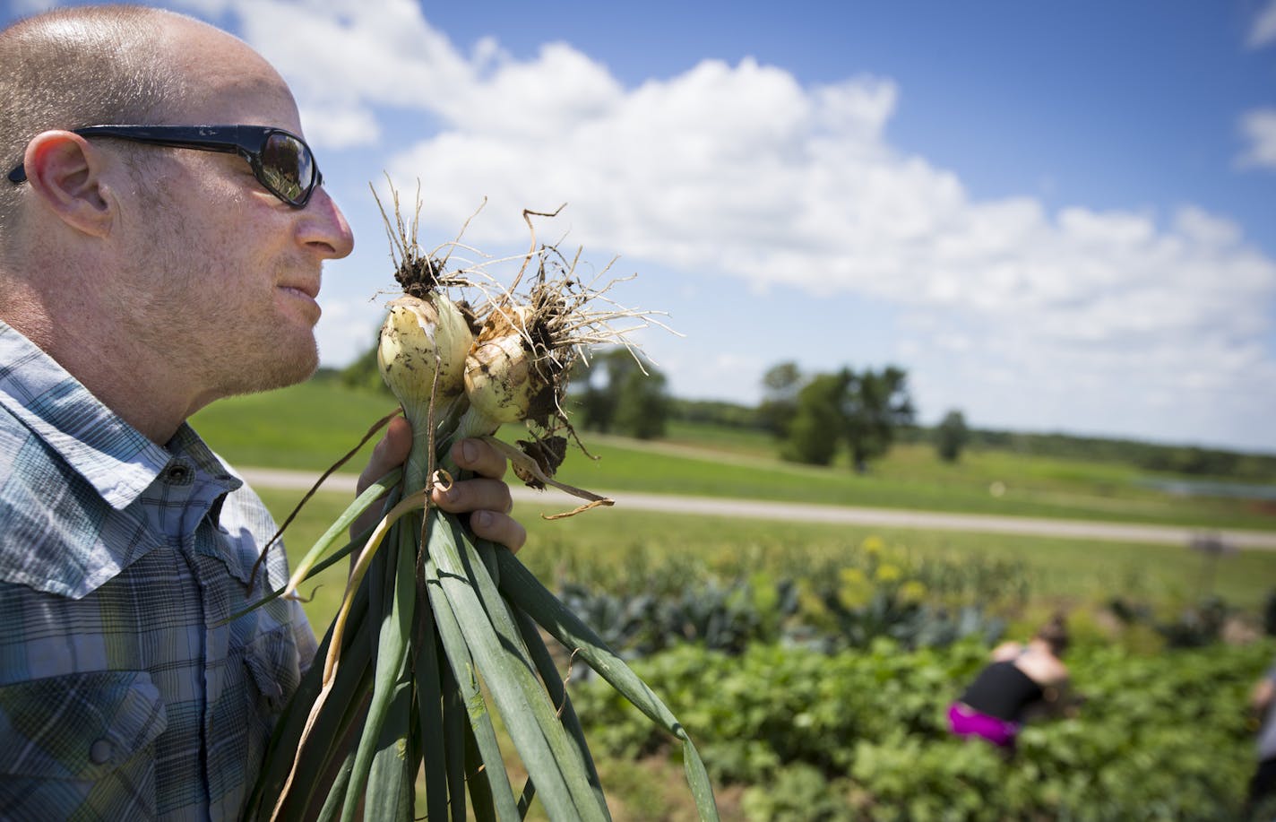 Fred Haberman sniffed a crop of onions he had just dug up during a harvest day on July 20, 2015 in Delano, Minn. Haberman has taken his Minneapolis ad agency, once known for creating the U.S. Pond Hockey Championship, and turned into into a food-centric operation that has become a lreader in promoting organic foods and sustainable agriculture] RENEE JONES SCHNEIDER &#x2022; reneejones@startribune.com