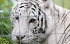 Three tigers and a leopard arrived as rescues from New York state where they've been embroiled in a 4-year legal battle before coming to the the Wildl