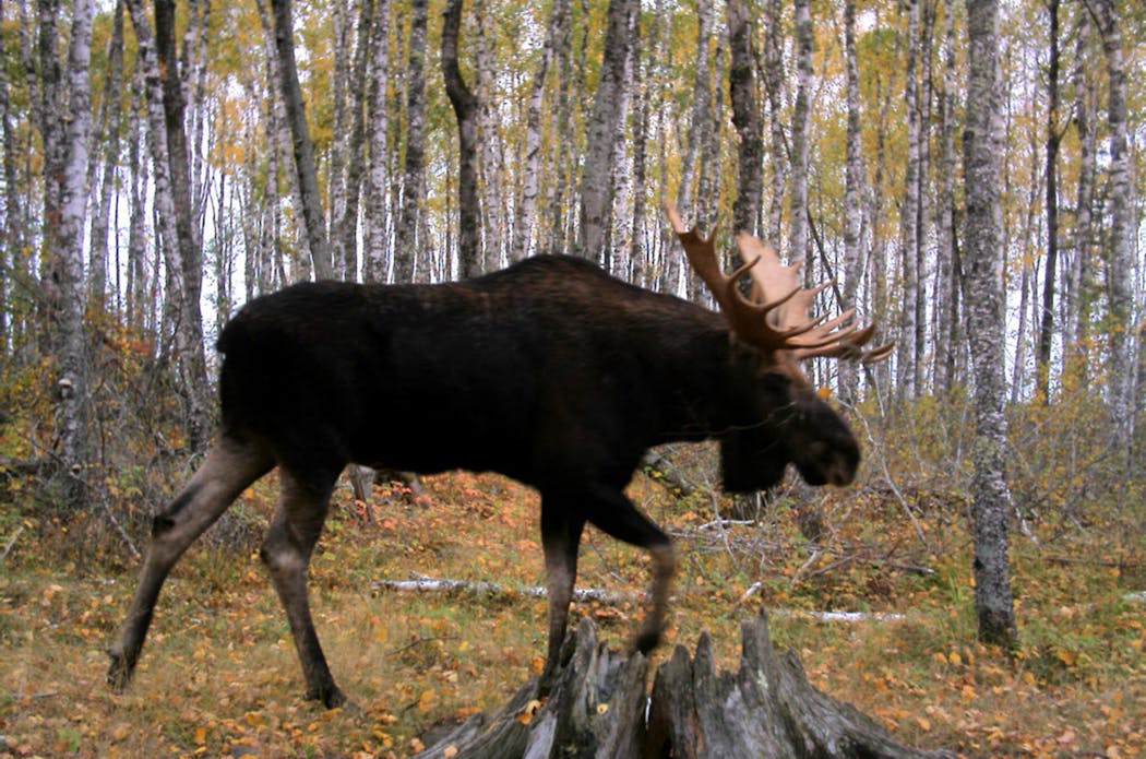 Photo of a bull moose, captured by a trail camera. 