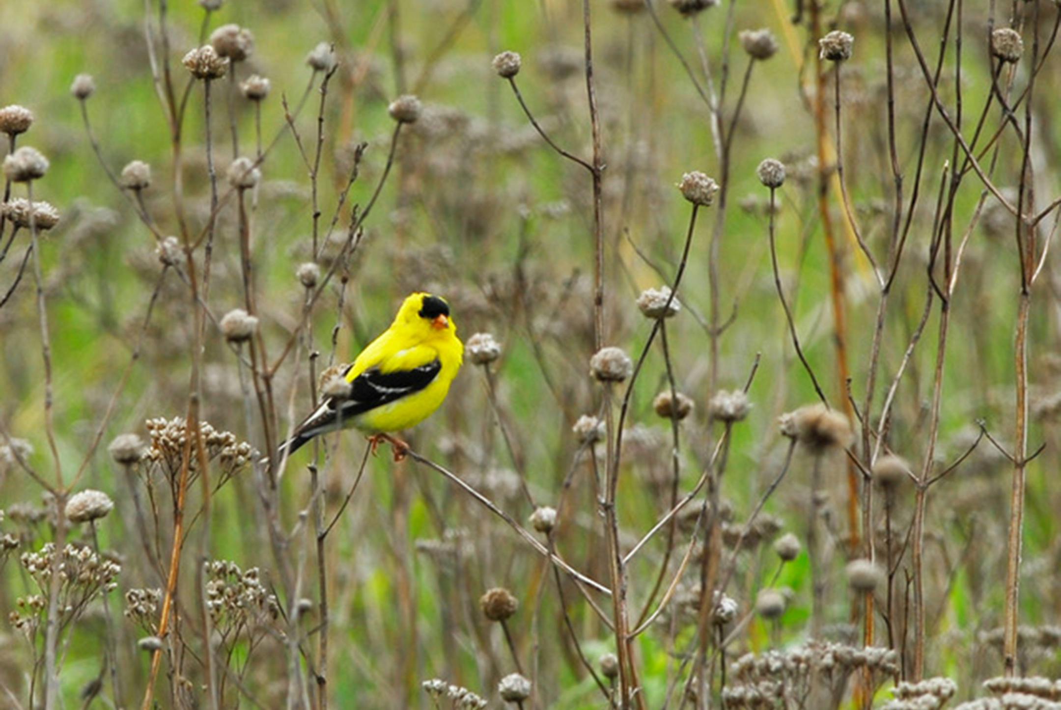 Jim Williams —
1. A goldfinch surveys a vast field of seed heads.