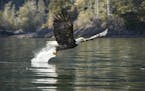 A bald eagle swoops to pluck a Pacific Herring from the sea. In spring herring move into shallower waters to spawn and hunters gather for the feast. S
