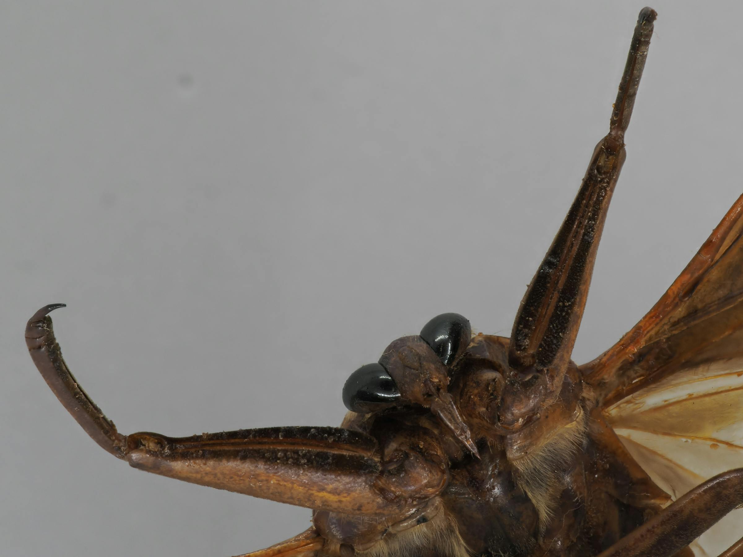 Minnesota’s giant water bugs are big, bizarre and surprisingly helpful - Star Tribune