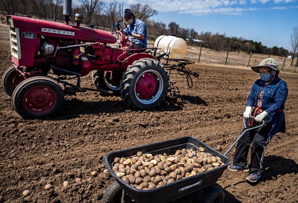 Mi Hang and her husband Jim Wa Moua planted potatoes in late April on the 10 acres they lease from the 160-acre Hmong American Farmer Association land