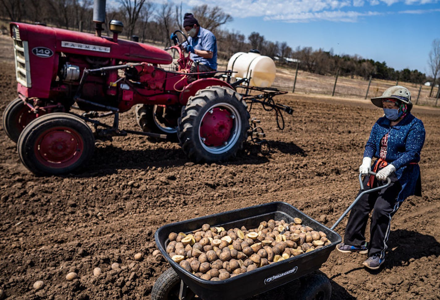 Mi Hang and her husband Jim Wa Moua planted potatoes in late April on the 10 acres they lease from the 160-acre Hmong American Farmer Association land Coates in Dakota County. Photo: Richard TSONG-TAATARII@startribune.com