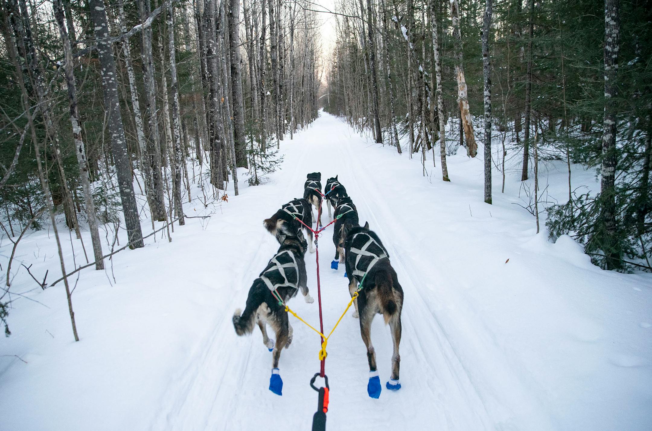 Colleen Wallin mushed her sled dog team through the woods during a speed training run on January 26, 2021.