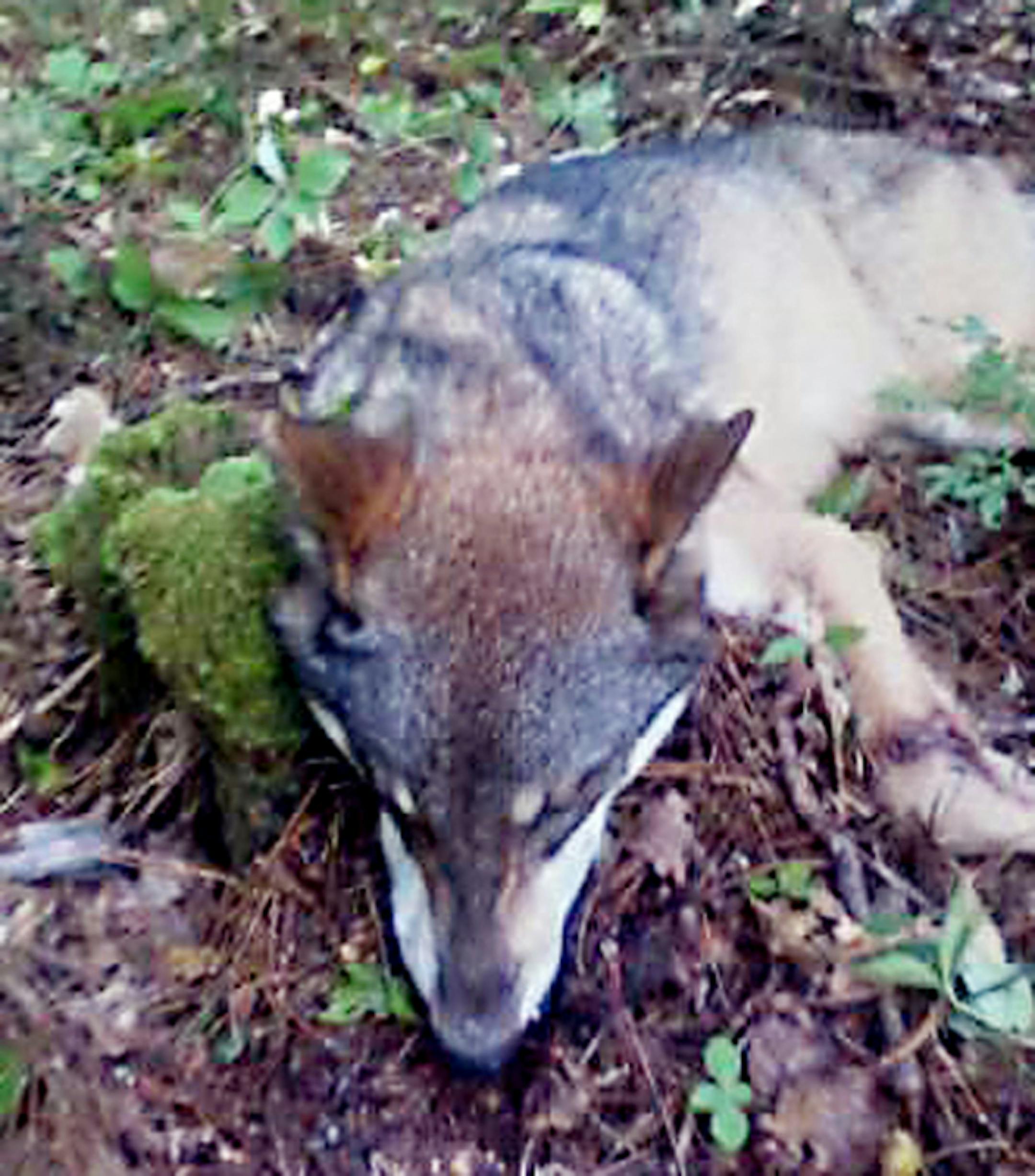 PHOTO COURTESY DNR. A 16-year-old boy was injured in an apparent wolf bite early Saturday morning, Aug. 24, near the lakeshore of the West Winnie Campground on Lake Winnibigoshish in north-central Minnesota, according to the Minnesota Department of Natural Resources (DNR). On early Monday morning, an average-sized male wolf of about 75 pounds, matching the description of the wolf in the attack, was trapped and killed in the campground.