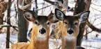The largest chronic wasting disease outbreak Minnesota has seen is affecting white-tailed deer in southeast Minnesota. (Dennis Anderson/Minneapolis St