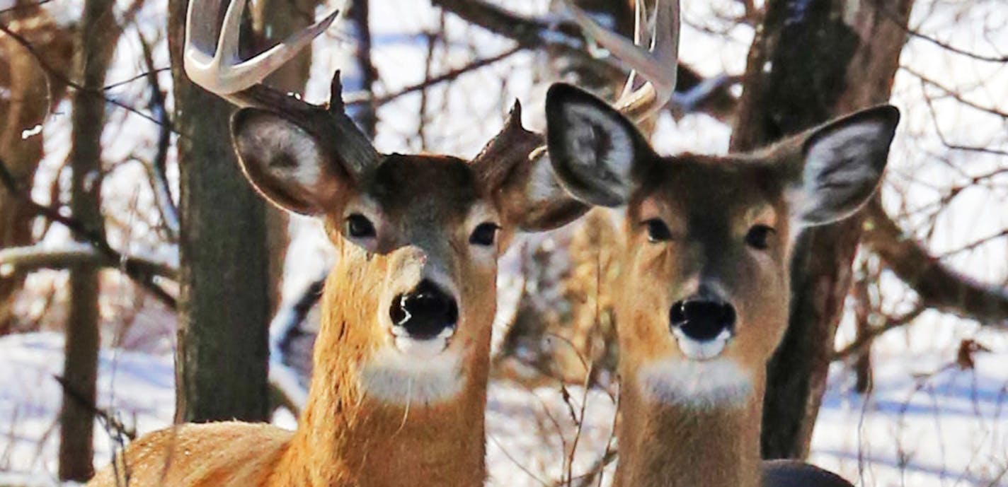 The largest chronic wasting disease outbreak Minnesota has seen is affecting white-tailed deer in southeast Minnesota. (Dennis Anderson/Minneapolis Star Tribune/TNS) ORG XMIT: 1213337