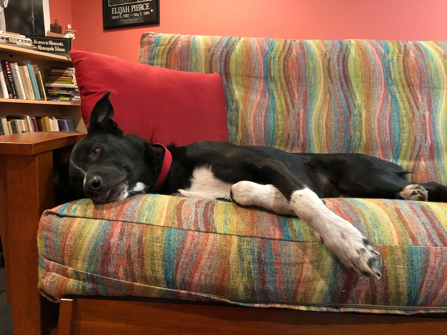 Angus ignores his crate and his dog bed but snoozes on the basement couch while the painter works upstairs.