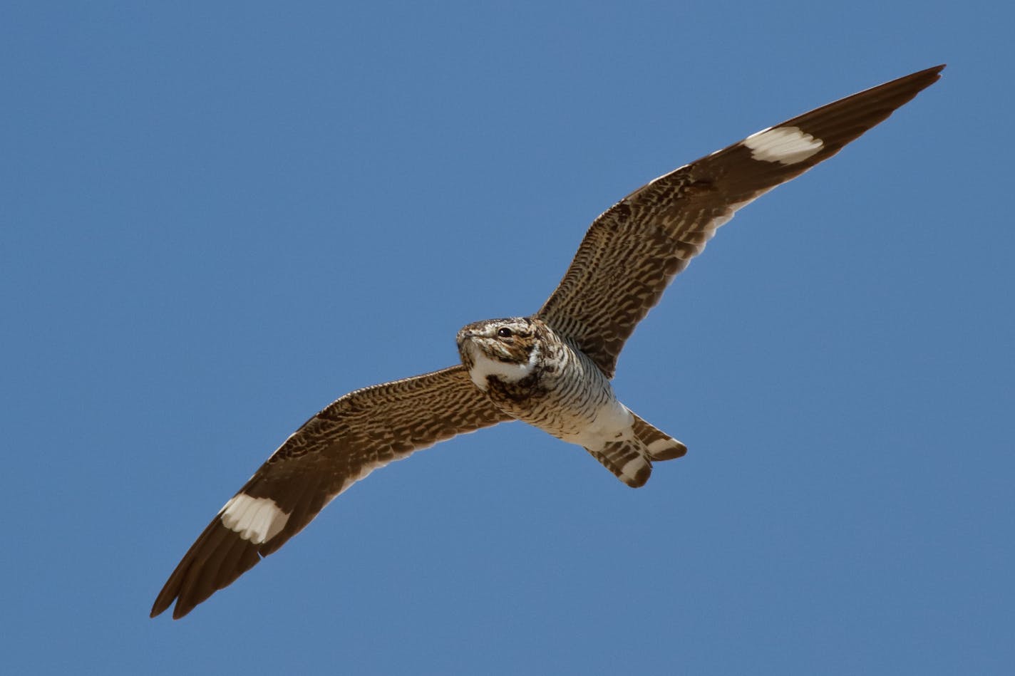 common nighthawk