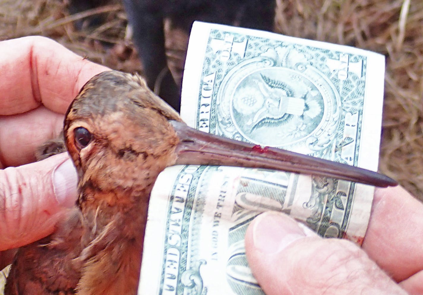 Measuring the bill of a woodcock against the width of a dollar bill is one way to distinguish a male from female. This is a male. A female's bill would extend farther past the dollar.