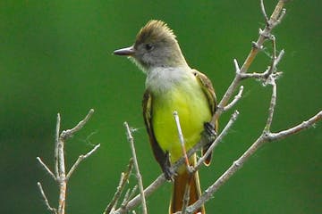 The great crested flycatcher can be found in Minnesota where it is a regular summer resident and migrant.