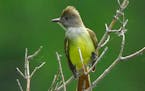 The great crested flycatcher can be found in Minnesota where it is a regular summer resident and migrant.