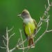 The great crested flycatcher can be found in Minnesota where it is a regular summer resident and migrant.