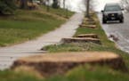A row of stumps lined Montana Avenue west of Grotto Street after the trees were cut down in attempt to manage Emerald Ash Borer by the city of St. Pau