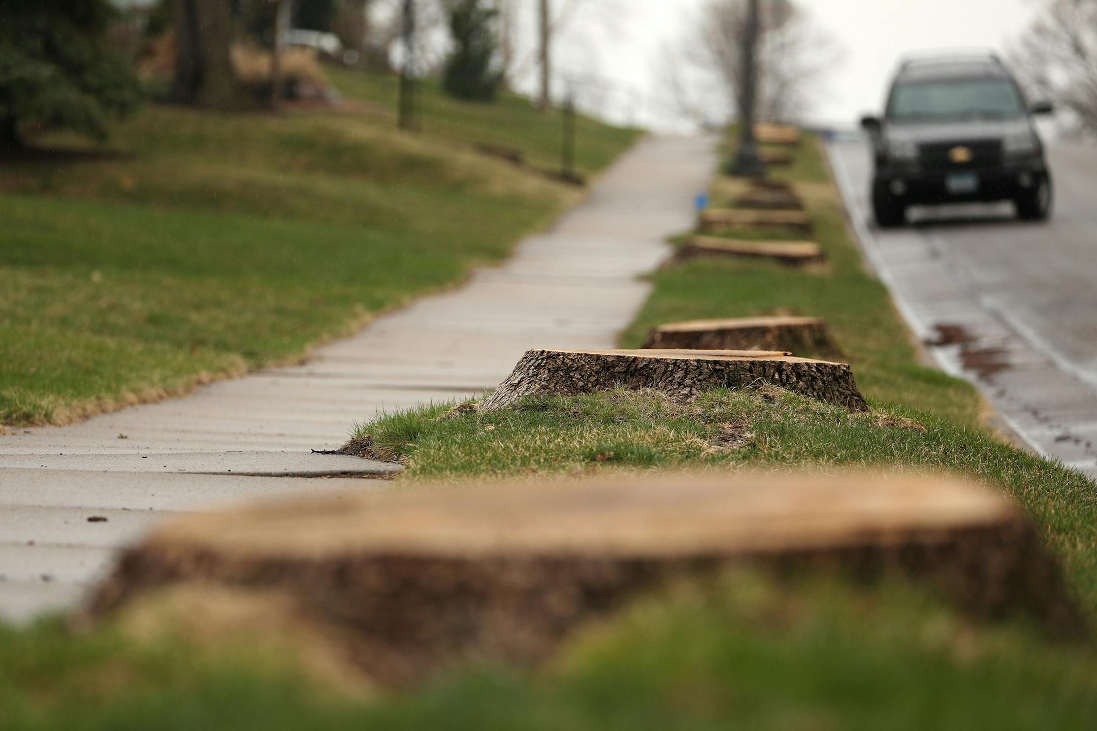 A row of stumps lined Montana Avenue west of Grotto Street after the trees were cut down in attempt to manage Emerald Ash Borer by the city of St. Paul. ] ANTHONY SOUFFLE ï anthony.souffle@startribune.com A row of stumps lined Montana Avenue west of Grotto Street Friday, April 14, 2017 after the trees were cut down in attempt to manage Emerald Ash Borer by the city of St. Paul. St. Paul homeowners are frustrated by city's attempt to manage Emerald Ash Borer. The city says it only has enough