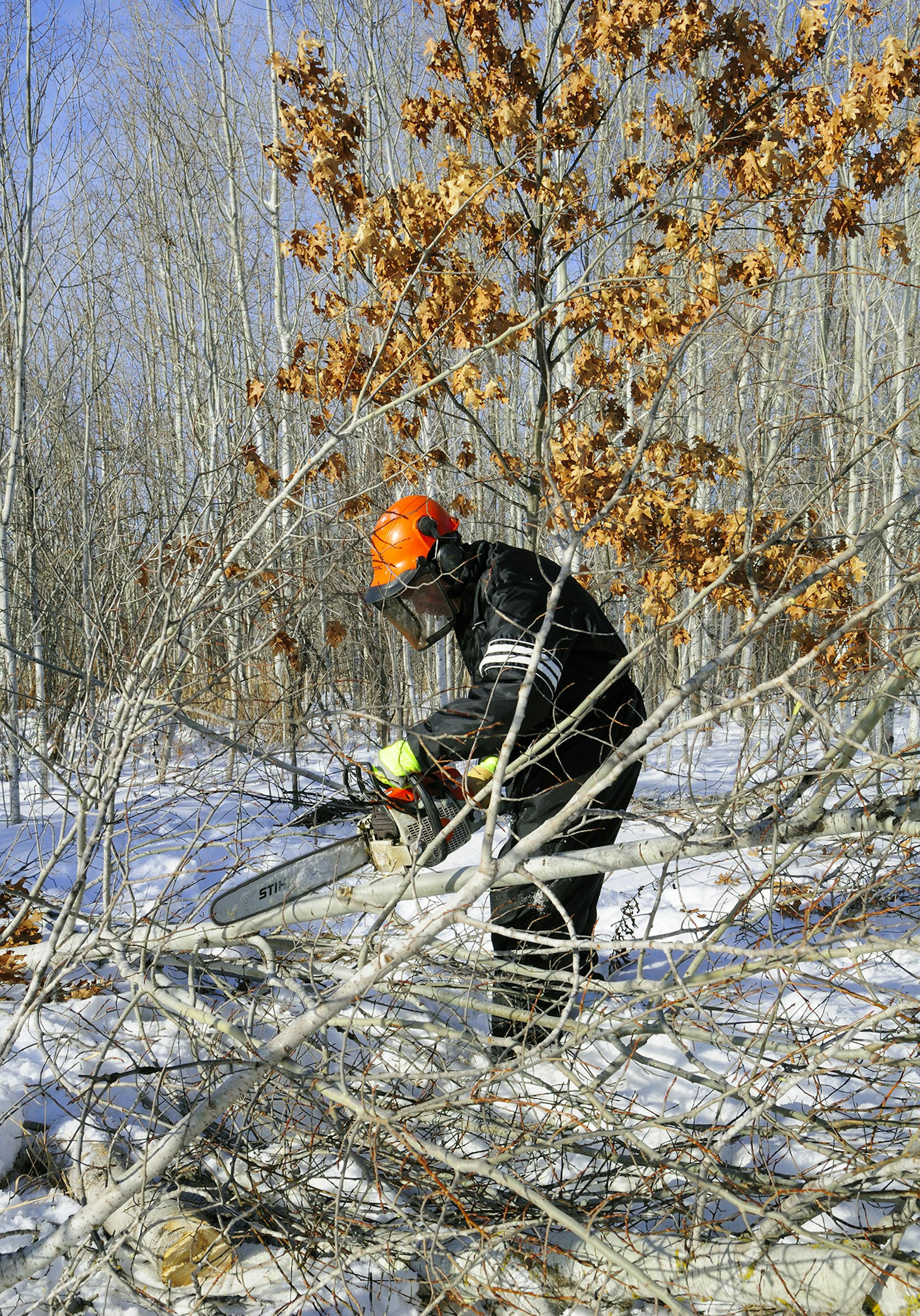 To liberate an oak tree or other species, remove the surrounding vegetation at least as far as the tree is tall.